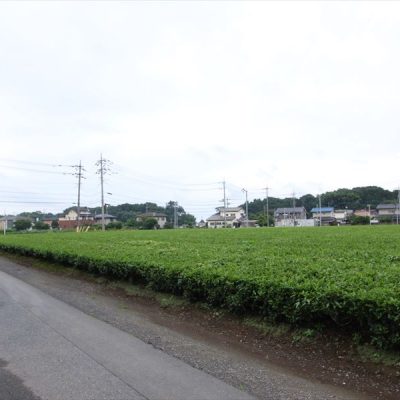 位置指定道路から出たら、一面お茶畑が広がります。